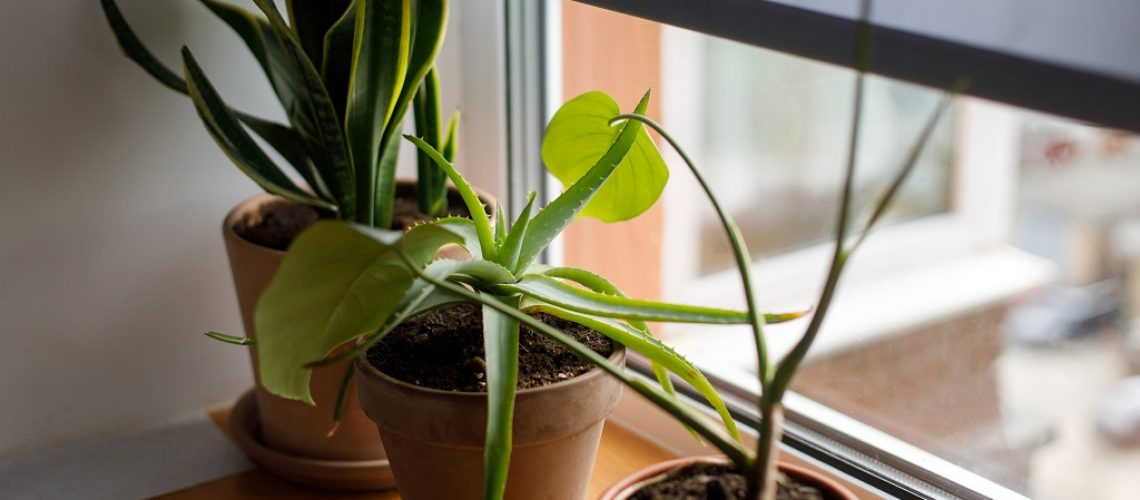 Plants on window sill. Snake plant, aloe and monstera